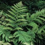 The silvers and purplish-reds that are overlaid on this ferns fronds will brighten any shadowy situation. (Richie Steffen)