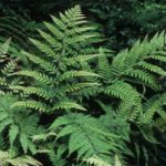 The silvers and purplish-reds that are overlaid on this ferns fronds will brighten any shadowy situation. (Richie Steffen)