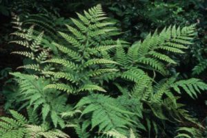 The silvers and purplish-reds that are overlaid on this ferns fronds will brighten any shadowy situation. (Richie Steffen)