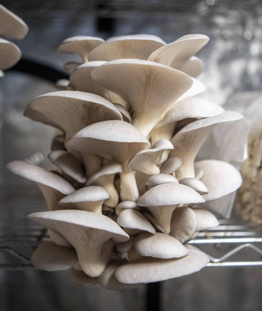 Blue Oyster mushrooms grow at Nathanael Engens property in Everett, Washington on Monday, March 27, 2023. Engen summarizes his business as cultivating mushrooms, and healthy communities. (Annie Barker / The Herald)