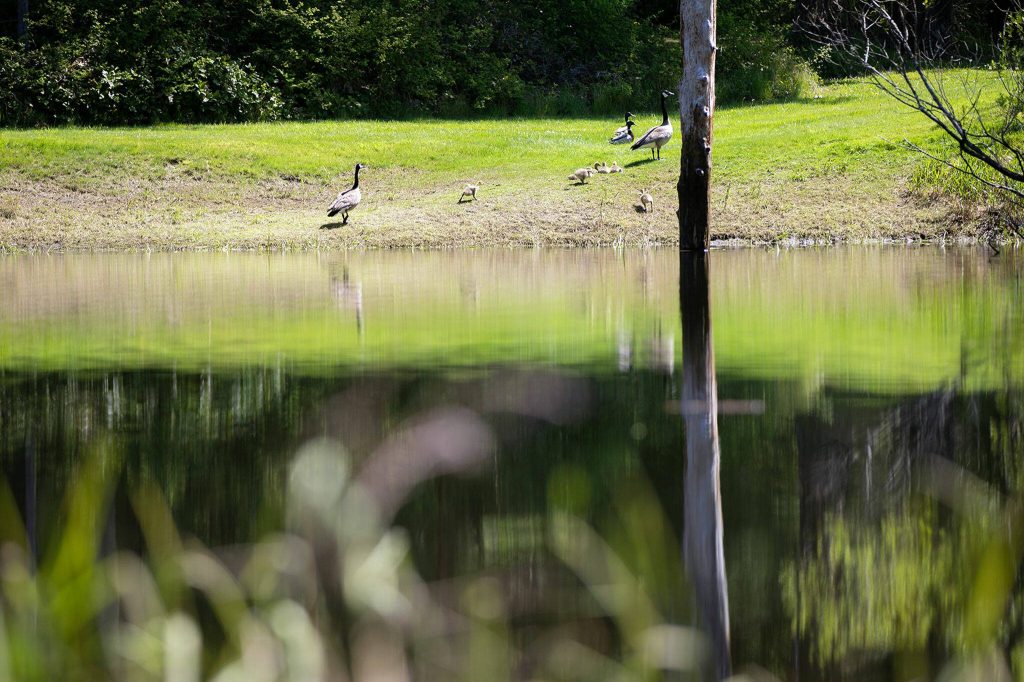 Resident Canada geese Ozzie and Harriet, along with their chicks and a pair of mallards, walk along the far shore of Konas Pond on Wednesday, May 10, 2023, in Camano, Washington. (Ryan Berry / The Herald)