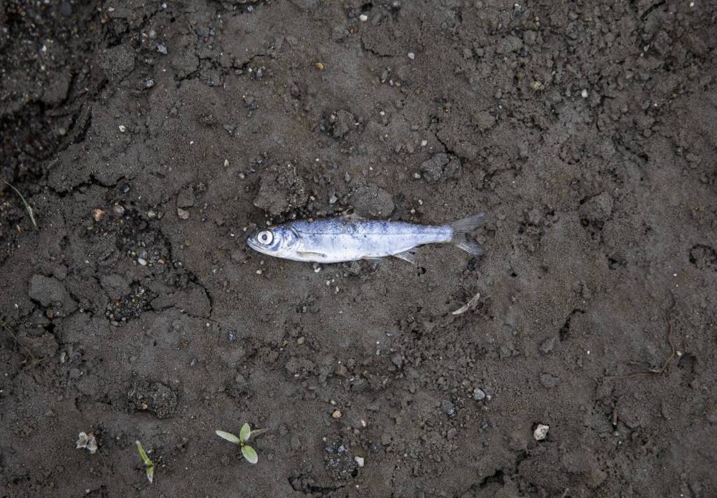 A dead Chinook smolt on the bank of the Port Susan estuary on Monday, May 22, 2023 in Stanwood, Washington. (Olivia Vanni / The Herald)