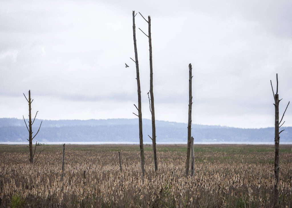 A bird flies away from its perch at a restored section of the estuary along Port Susan on Monday, May 22, 2023 in Stanwood, Washington. (Olivia Vanni / The Herald)