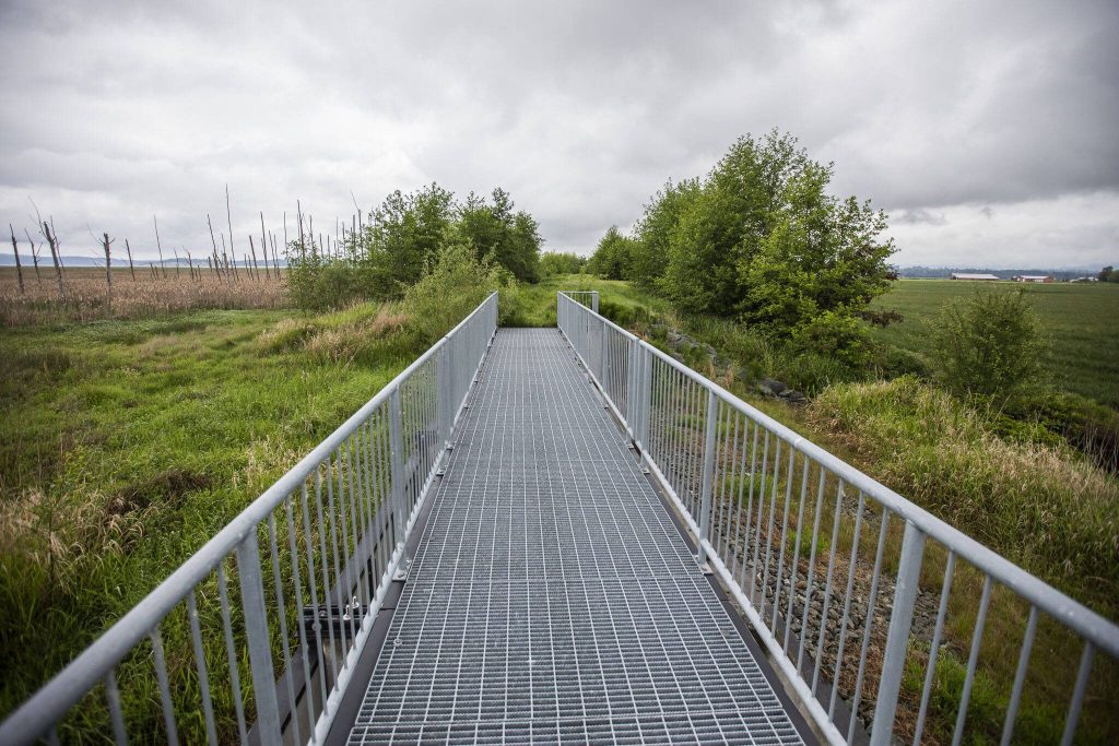 A restored estuary is visible at left while soon to be restored farmland is visible on the right of a levy wall. (Olivia Vanni / The Herald)