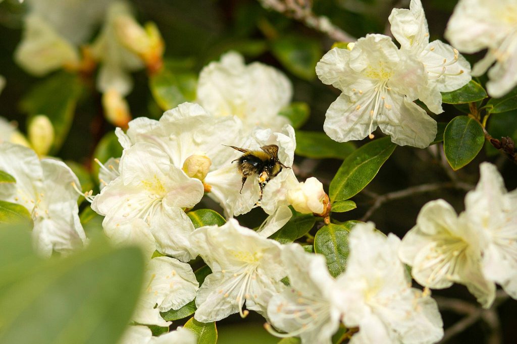 A bumble bee flies from flower to flower, pollinating along its way at Meerkerk Gardens on Wednesday, April 5, 2023, in Greenbank, Washington. (Ryan Berry / The Herald)