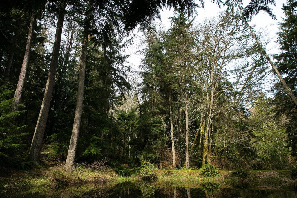 A bench provides rest at the edge of a pond at Meerkerk Gardens on Wednesday, April 5, 2023, in Greenbank, Washington. (Ryan Berry / The Herald)