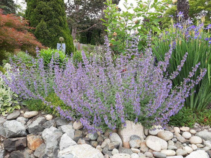 Catmint in Steves yard. (Steve Smith)