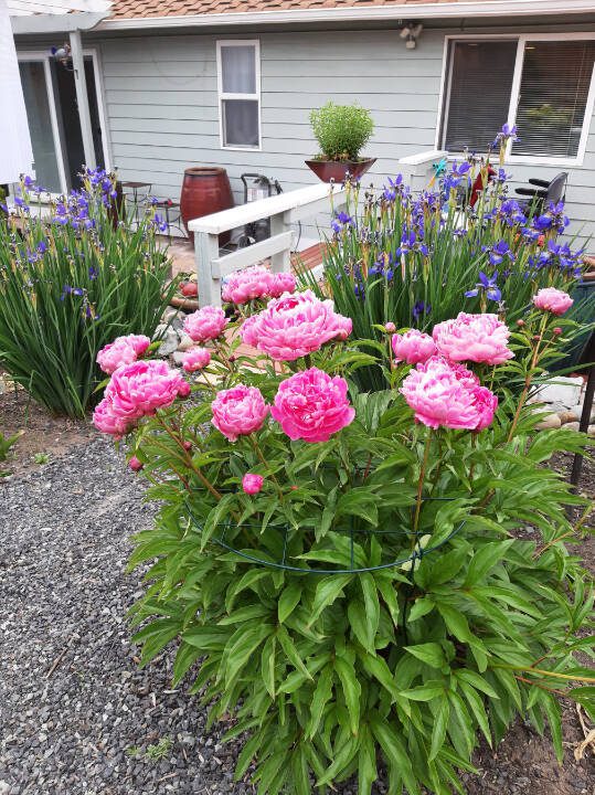 Peonies and irises in full bloom in Steves yard. (Steve Smith)