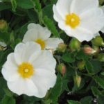 Since white rockrose tolerates salt-laden air, it is a natural for coastal gardens. (Rick Peterson)
