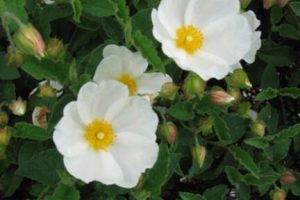 Since white rockrose tolerates salt-laden air, it is a natural for coastal gardens. (Rick Peterson)
