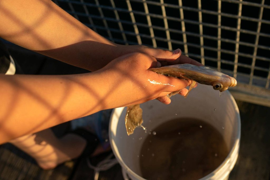Ruvim Mesheryakov pulls a flounder out of a bucket as he fishes with family on his 12th birthday at Kayak Point on Monday, June 12, 2023, in Stanwood, Washington. The Lake Stevens tween said he caught the extra slimy flounder using calamari as bait. (Ryan Berry / The Herald)