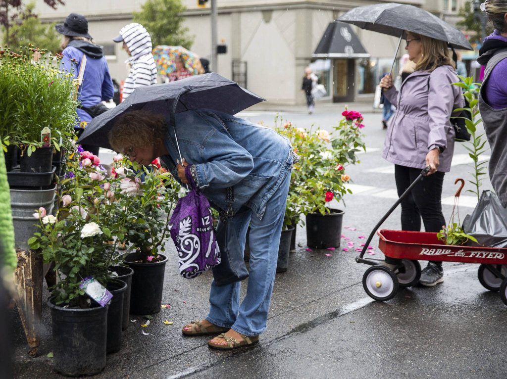Chris Rompa pauses to smell a rose during the first day of Sorticulture on Friday, June 9, 2023 in Everett, Washington. (Olivia Vanni / The Herald)