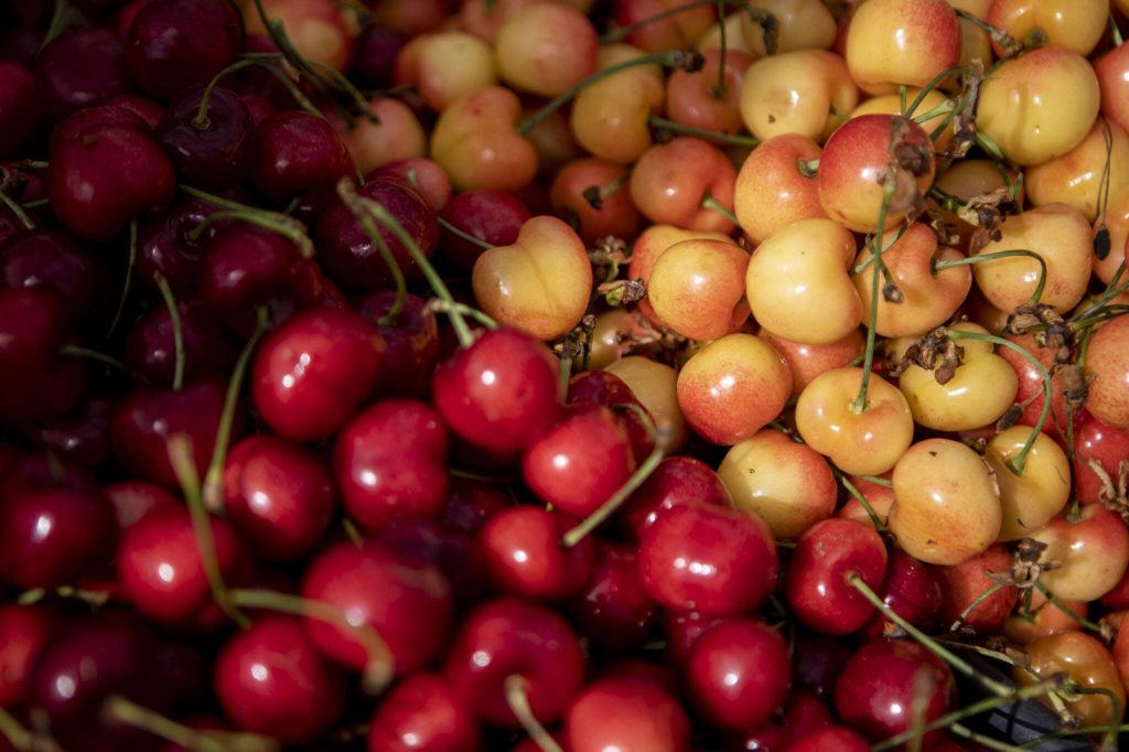 Yakima cherries from Cazares Farms at the Everett Farmers Market across from the Everett Station in Everett, Washington on Wednesday, June 14, 2023. (Annie Barker / The Herald)