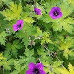 Geranium Ann Folkard is it. This vigorous geranium can knit the largest of borders together and the magenta flowers are a striking contrast to the chartreuse foliage. (Rick Peterson)