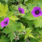 Geranium Ann Folkard is it. This vigorous geranium can knit the largest of borders together and the magenta flowers are a striking contrast to the chartreuse foliage. (Rick Peterson)
