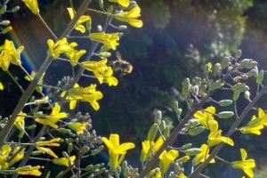 Save soil by leaving some crops in the ground. Stems and flowers from this over-wintered
cabbage plant are called cabbage raab. They are edible and support pollinators like hummingbirds and
various insect species. (WM)