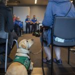 A service dog looks up at their handler before practicing going through TSA at Paine Field in Everett, Washington on Saturday, June 24, 2023. (Annie Barker / The Herald)
