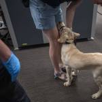 A handler works with their service animal to practice going through TSA at Paine Field in Everett, Washington on Saturday, June 24, 2023. (Annie Barker / The Herald)