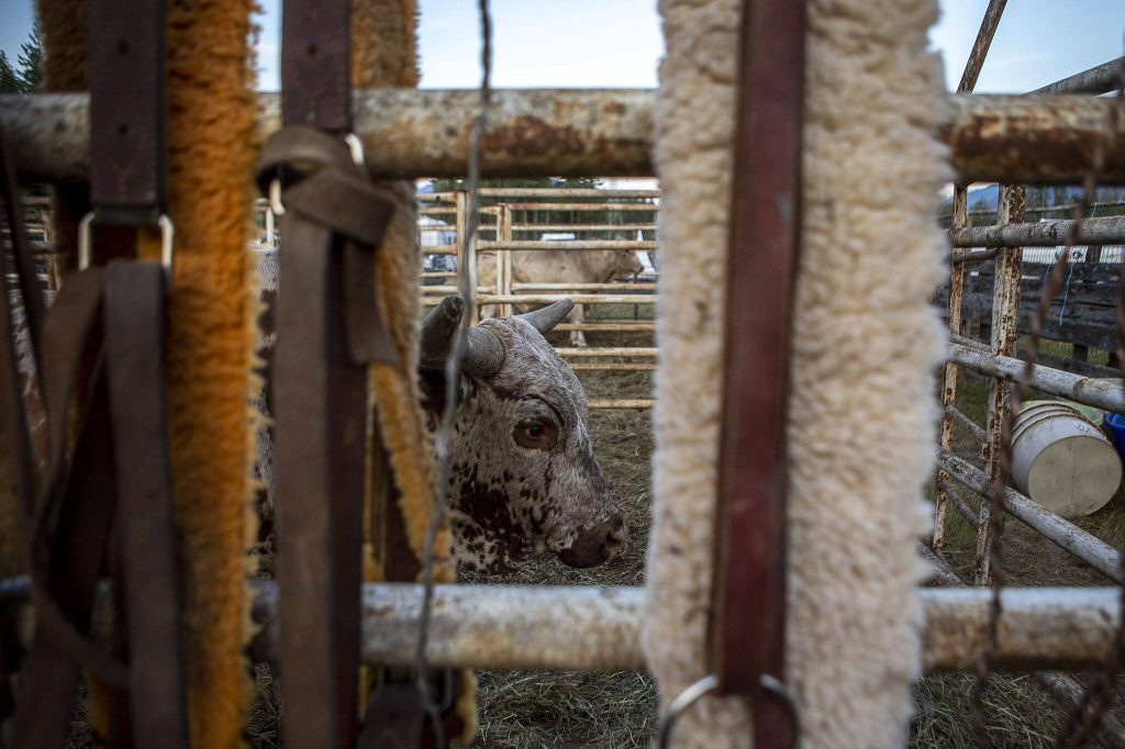 A bull stands in a waiting area during the Timberbowl Rodeo in Darrington, Washington on Saturday, June 24, 2023. (Annie Barker / The Herald)