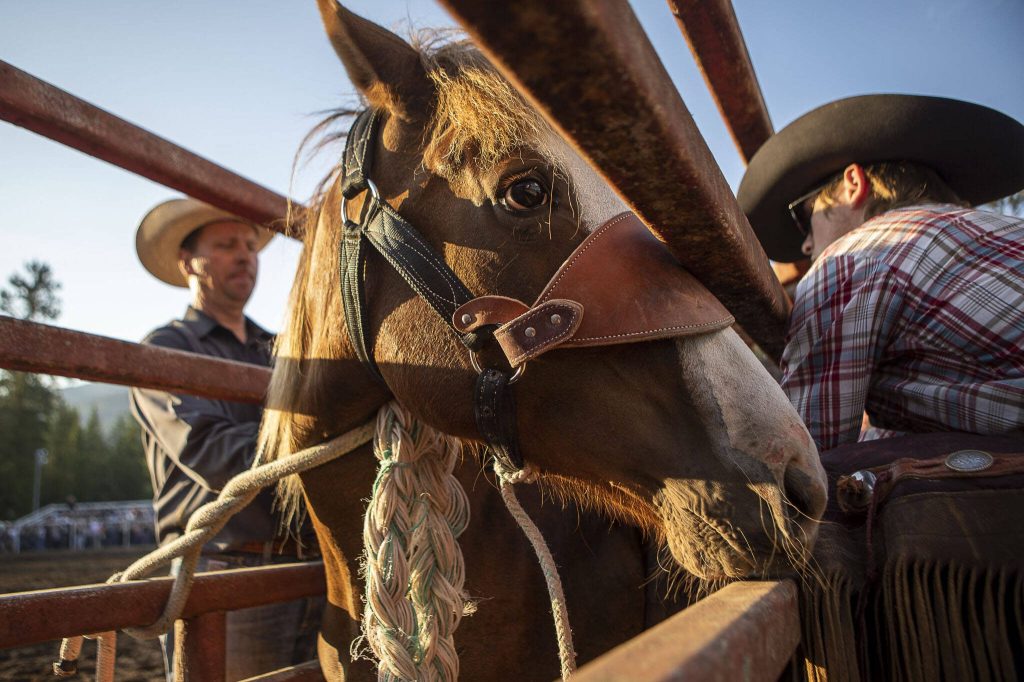 A horse stands in a stall during the Timberbowl Rodeo in Darrington, Washington on Saturday, June 24, 2023. (Annie Barker / The Herald)