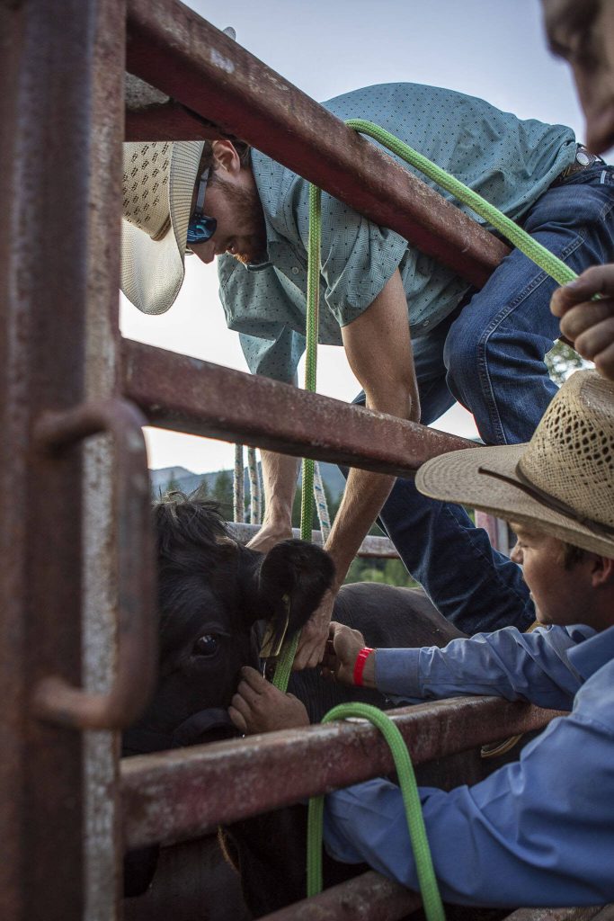 A cow is prepared for the milking contest where three individuals secure a cow and attempt to get enough milk to fill a small bottle during the Timberbowl Rodeo in Darrington, Washington on Saturday, June 24, 2023. (Annie Barker / The Herald)