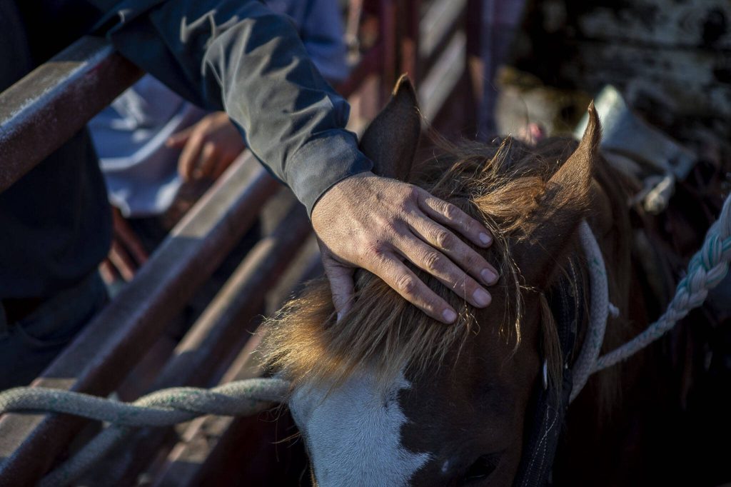 Stock Contractor Daniel Beard, 48, pets a horse before an event during the Timberbowl Rodeo in Darrington, Washington on Saturday, June 24, 2023. (Annie Barker / The Herald)