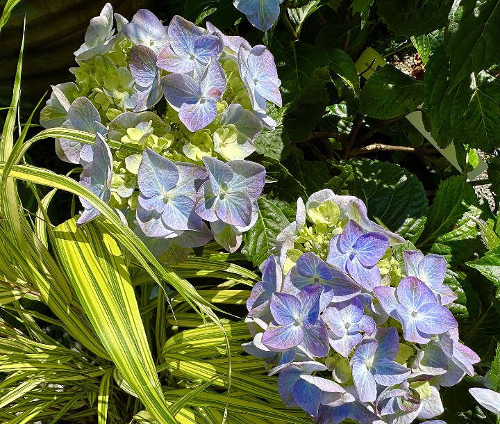 This Pop Star variety from Bailey Nurseries is a super compact lacecap that only reaches 2 to 3 feet tall and just as wide, and blooms prolifically. (Sunnyside Nursery)
This Pop Star variety from Bailey Nurseries is a super compact lacecap that only reaches 2 to 3 feet tall and just as wide, and blooms prolifically. (Sunnyside Nursery)