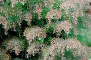 Cryptomeria japonica Elegans Group is commonly called Japanese plume cedar. (Great Plant Picks)