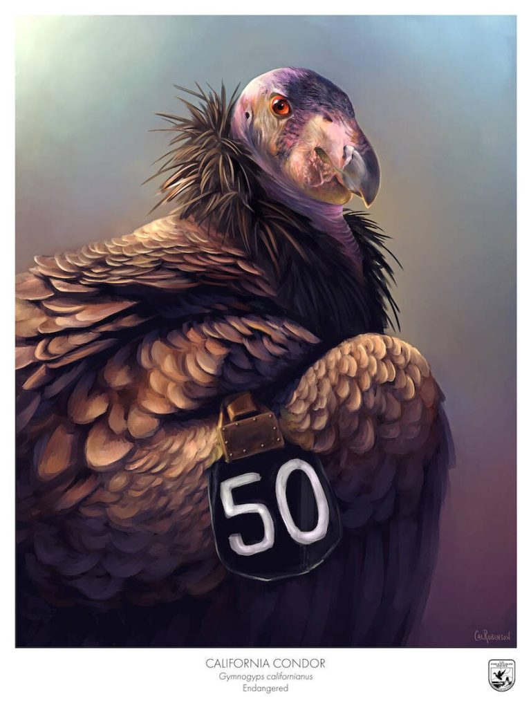 A California condor by Lake Stevens native Cal Robinson, a public affairs specialist at the Sacramento Fish and Wildlife office. (Cal Robinson/USFWS)