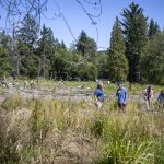 A section of the Little Bear Creek Advance Mitigation Site near 58th Ave SE in Woodinville, Washington on Wednesday, July 12, 2023. (Annie Barker / The Herald)