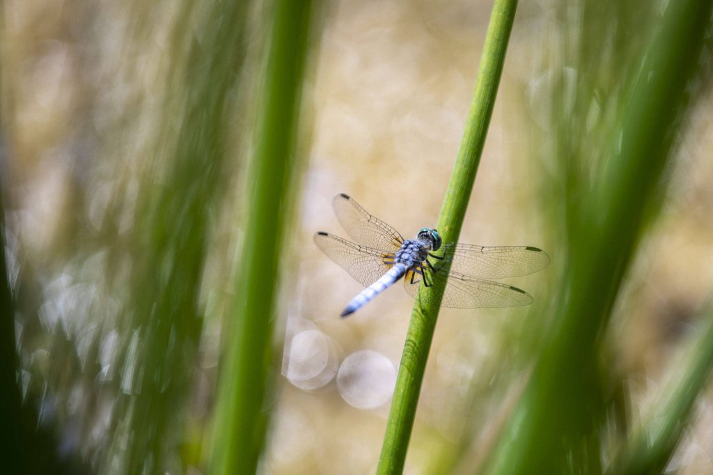 A dragonfly rests on a plant in a section of the Little Bear Creek Advance Mitigation Site near 58th Ave SE in Woodinville, Washington on Wednesday, July 12, 2023. (Annie Barker / The Herald)