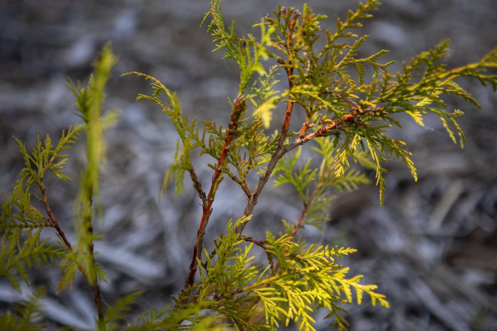 Vegetation planted at a section of the Little Bear Creek Advance Mitigation Site near 58th Ave SE in Woodinville, Washington on Wednesday, July 12, 2023. (Annie Barker / The Herald)