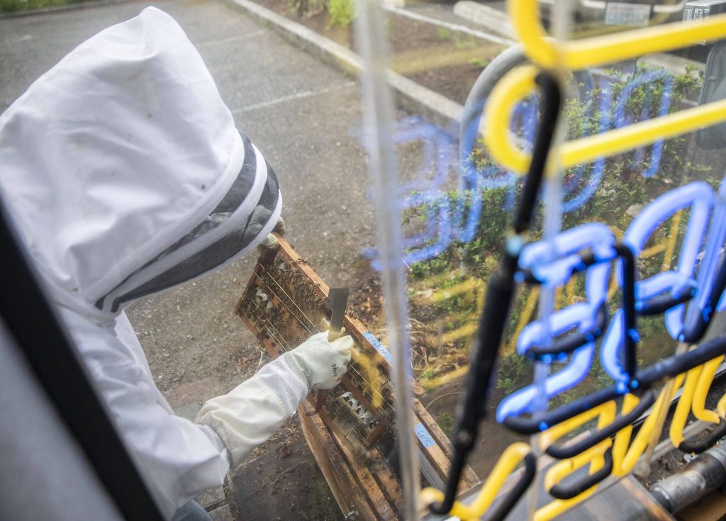 Wight grabs one of his queen bees from his store hive on Tuesday, June 13, 2023 in Snohomish, Washington. (Olivia Vanni / The Herald)