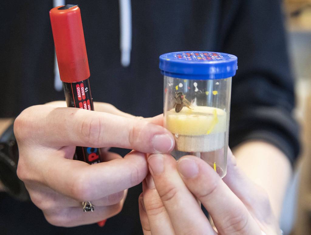 Wight marks one of his queens with a red dot to indicate the year of the queen bee on Tuesday, June 13, 2023 in Snohomish, Washington. (Olivia Vanni / The Herald)