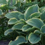 Hosta Sagae. (Richie Steffen)