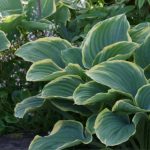 Hosta ‘Sagae.' (Richie Steffen)