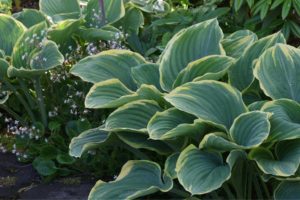 Hosta ‘Sagae.' (Richie Steffen)