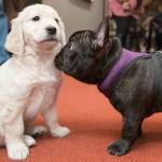 Pua, right, a 5-month old French bulldog inspects McKenzie, a 8-week old golden retriever during a news conference at the American Kennel Club headquarter, Wednesday, March 28, 2018, in New York. (AP Photo/Mary Altaffer)