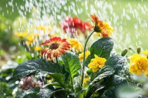If you shower your garden with love, it will love you back a thousand times over. (Getty Images)