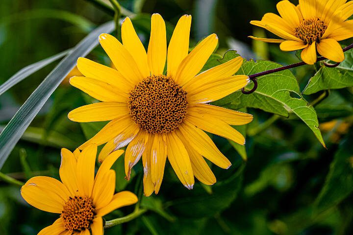 Heliopsis is a North American native known as both False Sunflower or Oxeye Sunflower. (Getty Images)