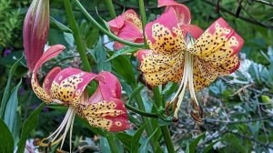 Lilium Fusion offers abundant flowers atop leafy stalks with golden centers, speckled burgundy and deep orange-red tips during summertime. (Richie Steffen)
