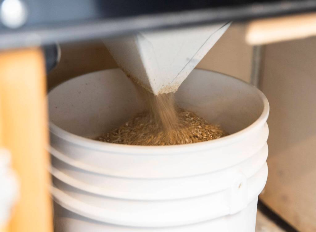 Grain fills a bucket as it goes through a grinder at MicroHomebrew on Monday, Aug. 7, 2023 in Kenmore, Washington. (Olivia Vanni / The Herald)