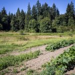 One of several pumpkin fields next to the old property line at Bobs Corn and Pumpkin Farm in Snohomish, Washington on Thursday, July 27, 2023. (Annie Barker / The Herald)