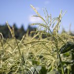 Corn at Bobs Corn and Pumpkin Farm in Snohomish, Washington on Thursday, July 27, 2023. (Annie Barker / The Herald)