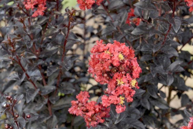 Formerly confined to Southern gardens, Crape Myrtles are turning up hereabouts. This variety is called Sunset Magic. (Bailey Nurseries)