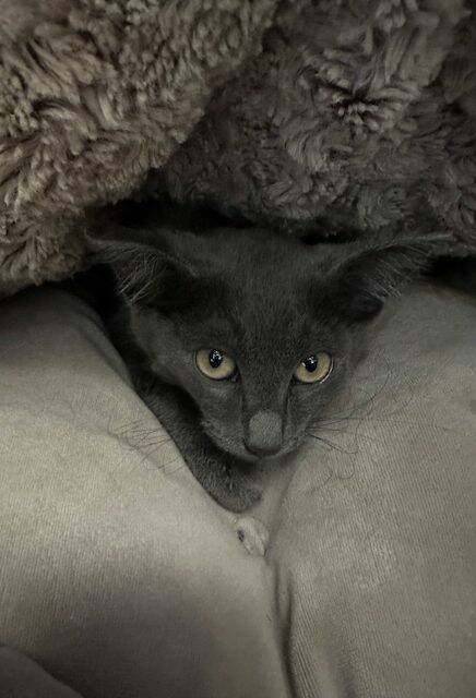 The rescued kitten. (Photo provided)