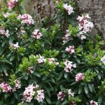 This daphne is an outstanding shrub for the garden, especially if you are seeking natures perfume. (Richie Steffen)