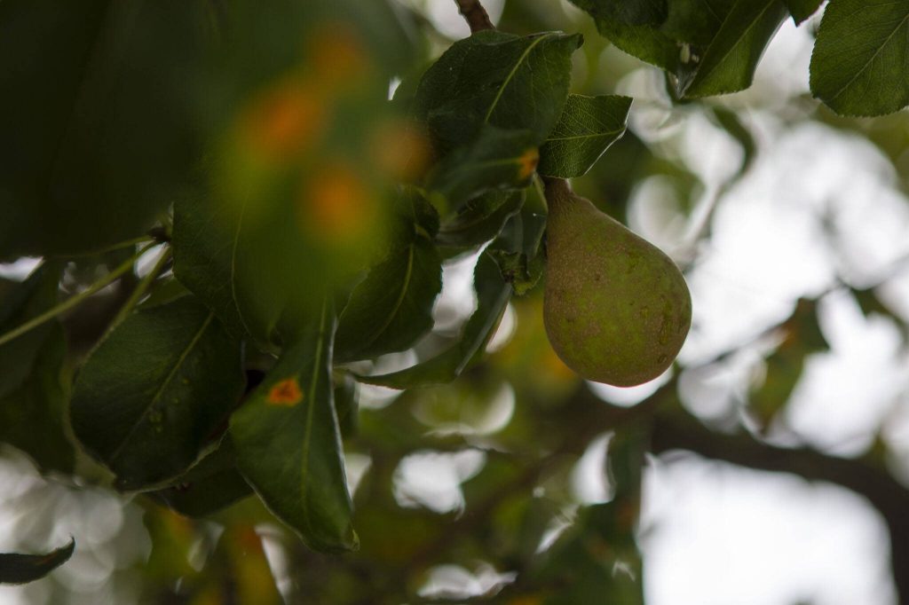 A pear from the Fowler pear tree at Barbara Brennan Dobro Park in Mukilteo, Washington on Wednesday, Aug. 09, 2023. (Annie Barker / The Herald)