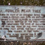 A plaque that details the story of the Fowler Pear Tree at Barbara Brennan Dobro Park in Mukilteo. (Annie Barker / The Herald)