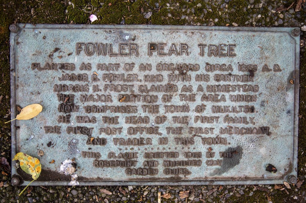A plaque that details the story of the Fowler Pear Tree at Barbara Brennan Dobro Park in Mukilteo. (Annie Barker / The Herald)